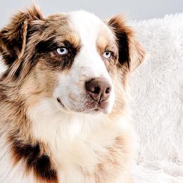 Lucy - Australian Shepherd