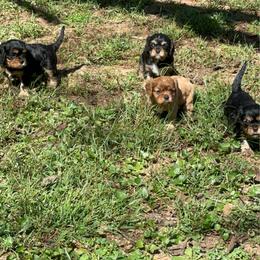 Van - Black and tan male Cavalier King Charles Spaniel puppy in Watkinsville, Georgia from Cavaliers of Windsor