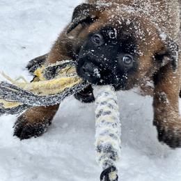 Belgian Malinois Puppies from Focused Obedient Belgian Malinois