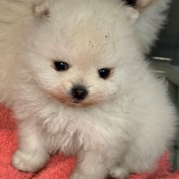 Bitty - Cream female Pomeranian puppy in Greenville, Georgia from Breezy Hill Poms