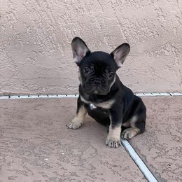 French Bulldog Puppies from Az Frenchies