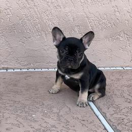 French Bulldog Puppies from Az Frenchies