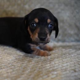 Boy 1 - Black and tan male Dachshund puppy in Quemado, New Mexico from TNT Dachshunds