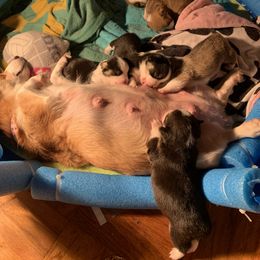 American Corgi and Pembroke Welsh Corgi Puppies from Chaotic Corgi’s