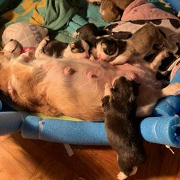 American Corgi and Pembroke Welsh Corgi Puppies from Chaotic Corgi’s