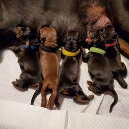 Doberman Pinscher Puppies from Makkr Ridge Dobermans