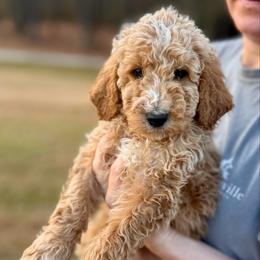 Cozy - Apricot male Goldendoodle puppy in Kenansville, North Carolina from J+A Family Doodles