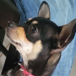 Roxi - Chihuahua