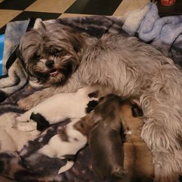 Monnie - Shih Tzu