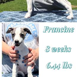 Francine - White and fawn brindle female Whippet puppy in Plainfield, Indiana from Rose Acre Whippets