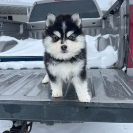Penny - Black and white Pomsky puppy in Saint Paris, Ohio from PomskyParadise