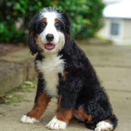 Mesquite (socialization program grad) - Tri-color female Bernedoodle puppy in Dundee, Ohio from Down Home Doodle