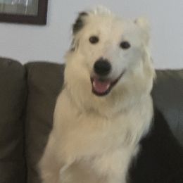 Marley - Black and white male Border Collie puppy in Avondale, Louisiana from Spot On Border Collies