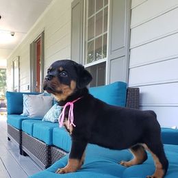 Rottweiler Puppies from Black Jade Rottweilers