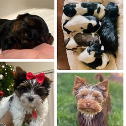 Yorkshire Terriers from Yorkie_Wonderland