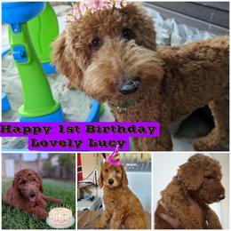 Goldendoodle All Grown Up from SW Doodles of CA