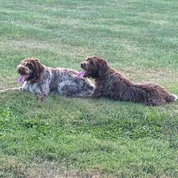 Wirehaired Pointing Griffon All Grown Up from Luther Smith