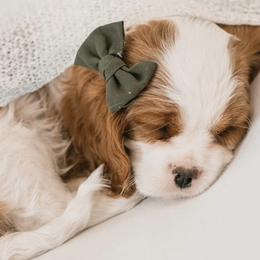 Cavalier King Charles Spaniels from Colorado Cavaliers