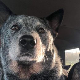 Rooty - Australian Cattle Dog