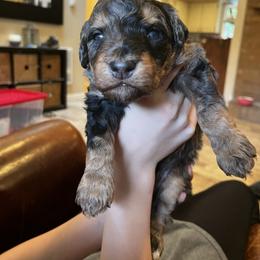 Kevin - Blue merle male Aussiedoodle puppy in Yacolt, Washington from Aussiedoodles by Maggie