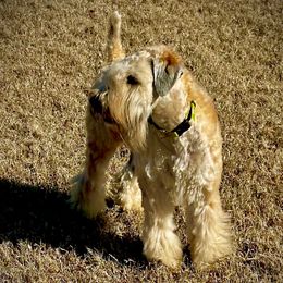 Sansa - Soft Coated Wheaten Terrier