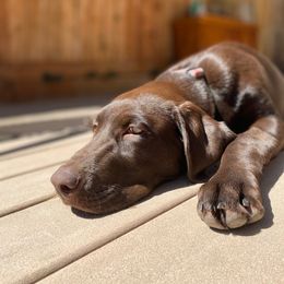 Labrador Retriever All Grown Up from Rocky Mountain Dogs - Utah
