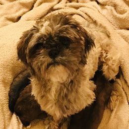 Lexie - Shih Tzu