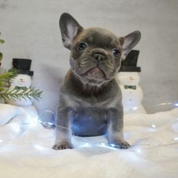Blossom - Blue female French Bulldog puppy in Citrus Heights, California from Cali Rooted Bullyz