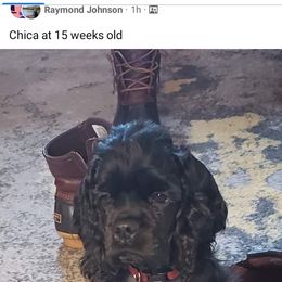 Cocker Spaniel Puppies from Stargazer Kennel