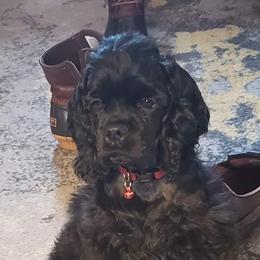 Cocker Spaniel Puppies from Stargazer Kennel