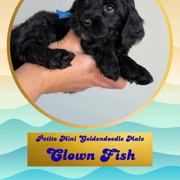 Clown fish - Black male Goldendoodle puppy in Redmond, Oregon from Bourbon and Lace Doodles