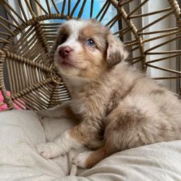 Ginger - Red merle female Australian Shepherd puppy in Grants Pass, Oregon from Carmel Mountain Aussies