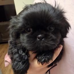 Blue gray - Blue female Shih Tzu puppy in Citrus Heights, California from The Lion dog Shih Tzu
