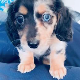 Dachshund Puppies from Meldox