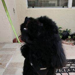 Cockapoo and Poodle Puppies from Nikol Nik