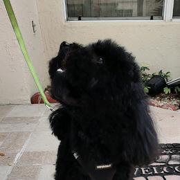 Cockapoo and Poodle Puppies from Nikol Nik