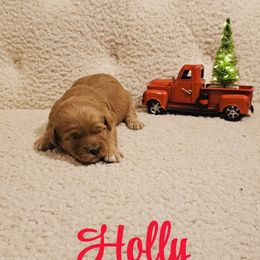 Holly - Red  female Goldendoodle puppy in Estesburg, Kentucky from Wet Goldendoodle Kisses