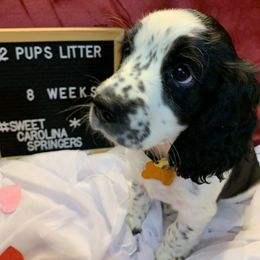 English Springer Spaniel Puppies from Sweet Carolina Springers