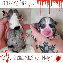 Jeffrey - Blue merle and white male American Corgi puppy in Greenwood, Indiana from Witch Creek Corgis