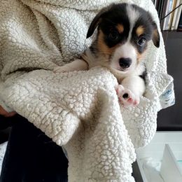 Pembroke Welsh Corgi Puppies from Patrick's Pembroke Welsh Corgis