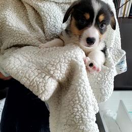 Pembroke Welsh Corgi Puppies from Patrick's Pembroke Welsh Corgis