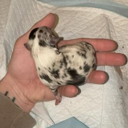 Boy 2 - Blue merle male Toy Australian Shepherd puppy in Lame Deer, Montana from Bar M Toy Aussies