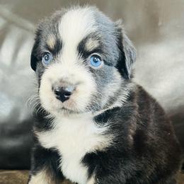 Tulip - Black tri female Miniature Australian Shepherd puppy in Sulphur, Oklahoma from Barnyard Aussies