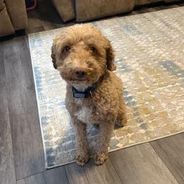 Toby - Poodle
