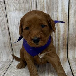 Aspen's Purple Female - Apricot female Goldendoodle puppy in Great Falls, Montana from Montana Goldendoodles