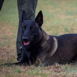 Negan - Belgian Malinois