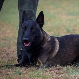 Negan - Belgian Malinois