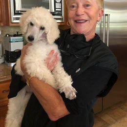 Poodle Puppies from Cabernet Standard Poodles