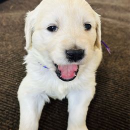 1st choice female - Light golden female Golden Retriever puppy in Decatur, Indiana from Golden Bundles