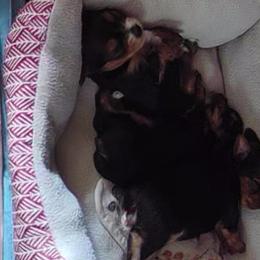 Yorkshire Terrier Puppies from Shay Yorkies